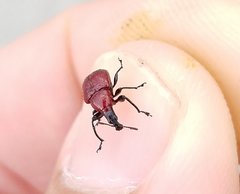 Homoeolabus analis