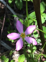 Sabatia stellaris