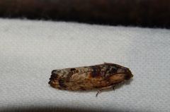 Cryptophlebia peltastica