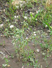 Asperula arvensis