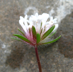 Asperula arvensis