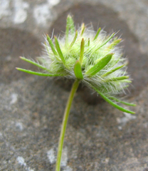 Asperula arvensis