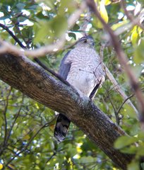 Accipiter cooperii