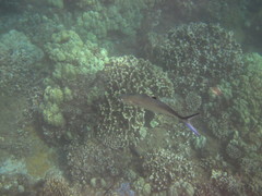 Scomberoides lysan
