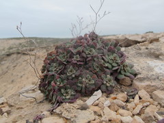 Limonium companyonis