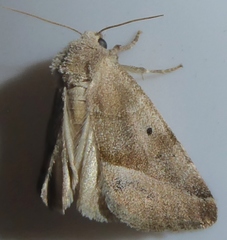 Plagiomimicus expallidus