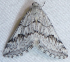 Lithostege angelicata