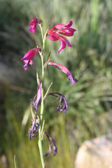 Gladiolus dubius