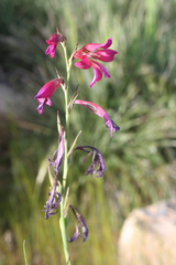 Gladiolus dubius