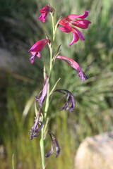 Gladiolus dubius
