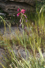 Gladiolus dubius