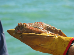 Ogcocephalidae
