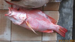 Lutjanus malabaricus