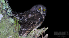 Megascops albogularis