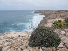 Limonium companyonis
