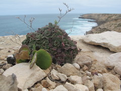 Limonium companyonis