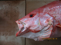 Lutjanus malabaricus