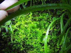 Lunularia cruciata