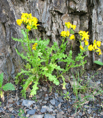 Senecio leucanthemifolius caucasicus