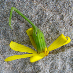 Senecio leucanthemifolius caucasicus