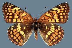 Chlosyne palla flavula