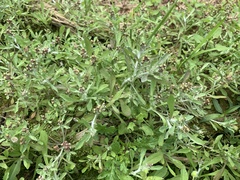 Gnaphalium polycaulon