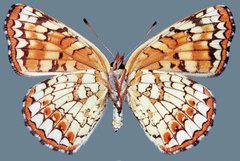 Chlosyne palla flavula