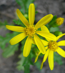 Senecio leucanthemifolius caucasicus