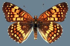 Chlosyne palla flavula