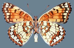 Chlosyne palla flavula