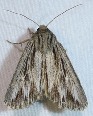 Rhizagrotis cloanthoides