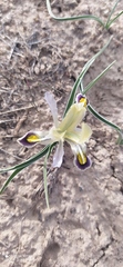 Iris narbutii