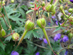 Geranium ruprechtii