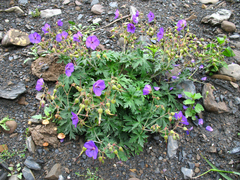 Geranium ruprechtii