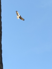Buteo jamaicensis