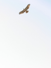 Buteo jamaicensis