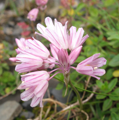 Allium kunthianum
