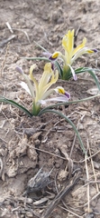 Iris narbutii