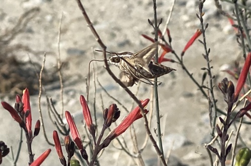 iNaturalist observation photo of White-lined Sphinx