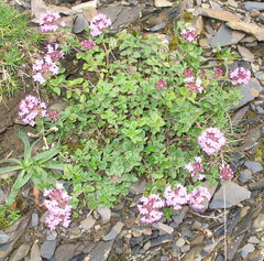Thymus caucasicus