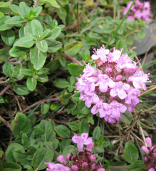 Thymus caucasicus