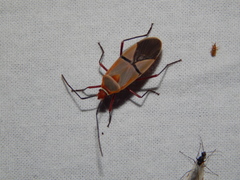 Dysdercus intermedius