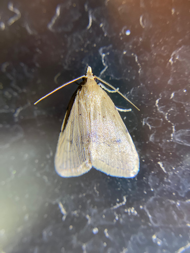 iNaturalist observation photo of Achyra