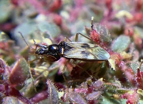 iNaturalist observation photo of Pseudopamera