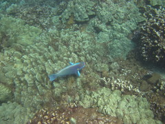 Chlorurus perspicillatus