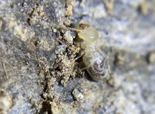 iNaturalist observation photo of Amitermes-group Termites