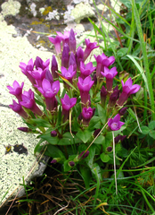 Gentianella caucasea