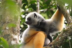 Propithecus diadema