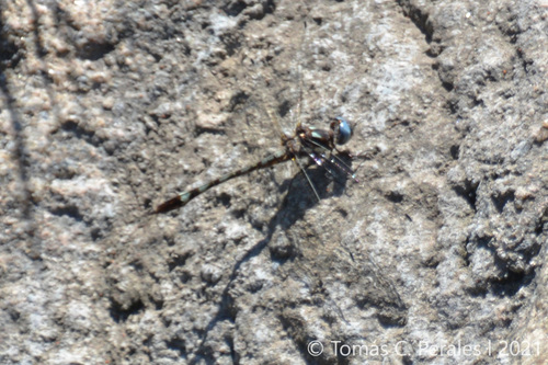 Ivory-striped Sylph photo 4