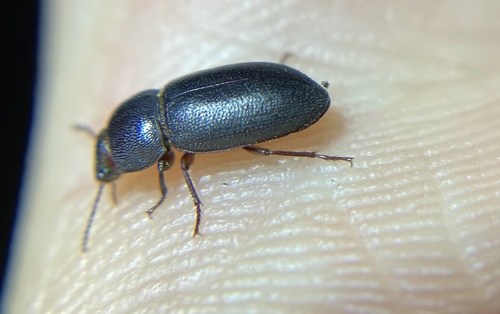iNaturalist observation photo of Edrotini